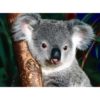 Cialda in ostia per torta con KOALA ANIMALE SUL RAMO personalizzata