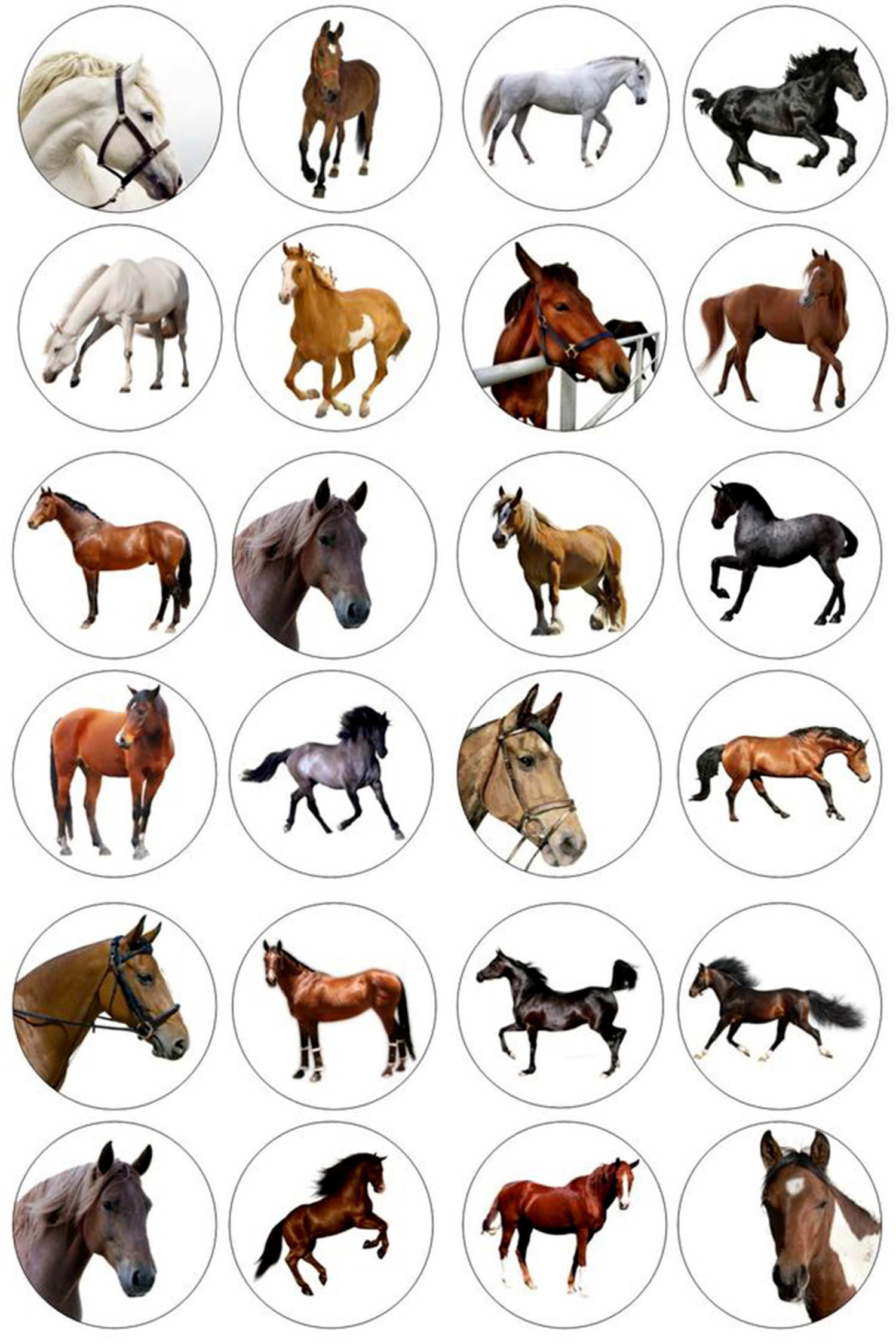 cavallo_03